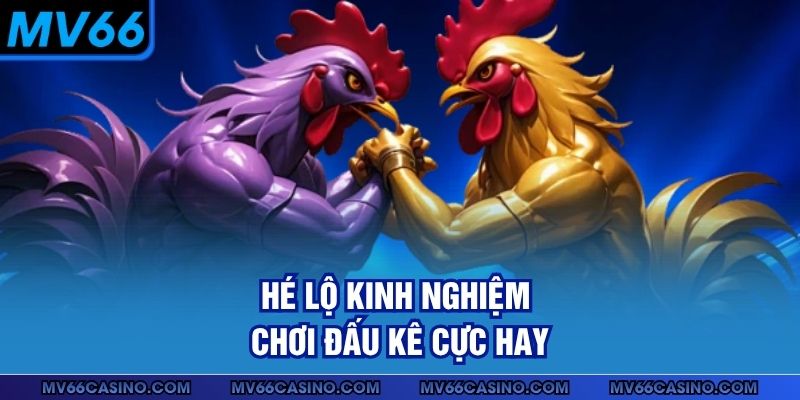 Hé lộ kinh nghiệm chơi đấu kê cực hay